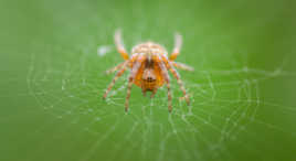 4 mm spider