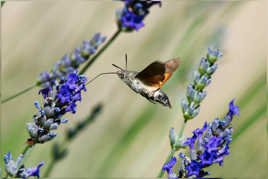 Sphinx colibri