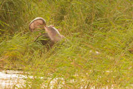 T'as de la salade coincée entre les dents !