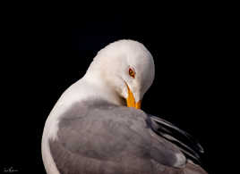 mouette