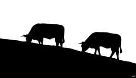 Silhouettes Bovines
