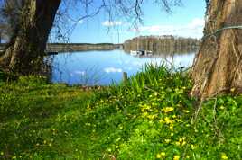 Au pied de mon arbre......