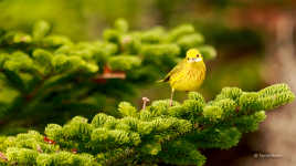 Chasse aux papillons