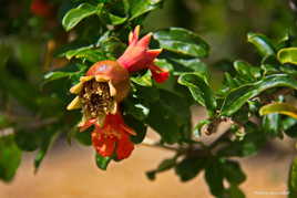 Grenade printanière