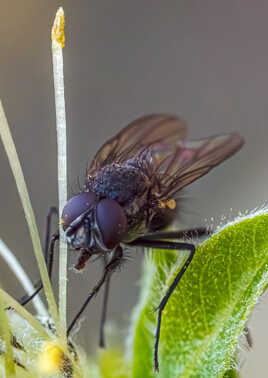 Mouche surun chaton de saule marsault.