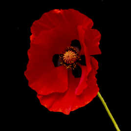 mon joli coquelicot