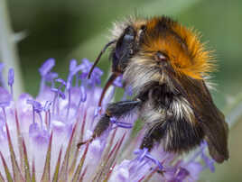 Bourdon des champs (Bombus pascuorum)