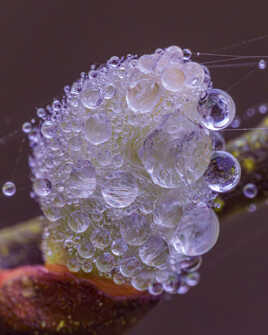 Chaton de saule marsault un matin de forte rosée.