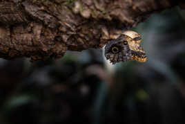 Papillon ou serpent ?