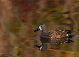 Sarcelle à ailes bleues