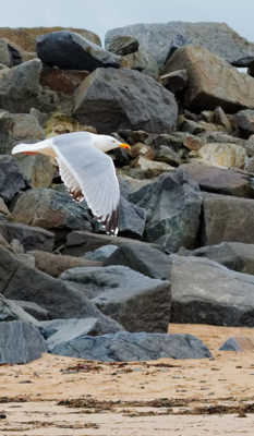 L'appel de la mouette