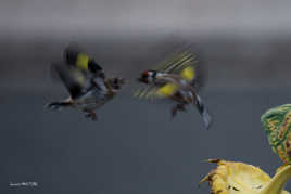 Bataille pour le Casse croute...i