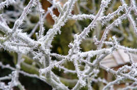 GIVRE MATINAL