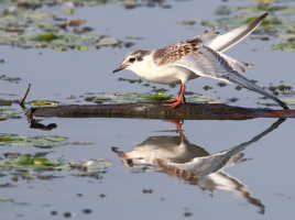 Guifette moustac juvénile