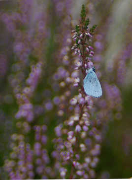 Papillon azulé