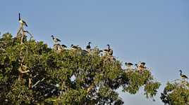 Dans les cimes (magpie gooses)