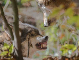 Me regarde pas!