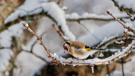 Chardonneret neigeux