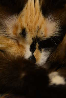 le ronronnement du chats