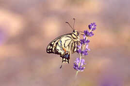 le machaon