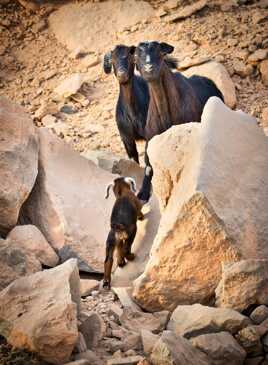 J'ai retrouvé mes parents !