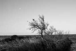 Paysage camarguais en NB