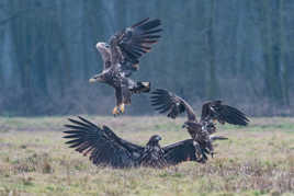 Epreuve de force chez les pygargues