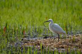 L'Aigrette Garzette sous les feux de la rampe