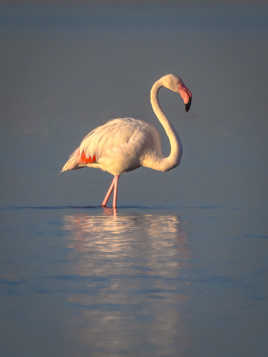 Flamand rose au crépuscule