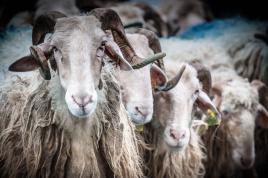 Assemblée nationale