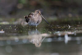 Discrète et farouche