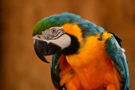 tu as de belles plumes tu sais ?