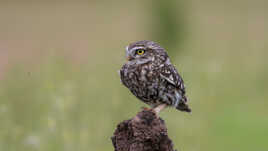 La chevêche et le moucheron