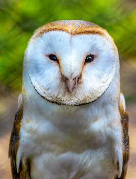 Effraie des clochers