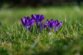 Premiers crocus