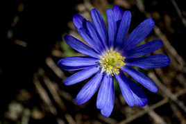 anémone de fin d'hiver