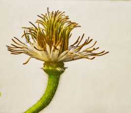 visiteur sur clématite