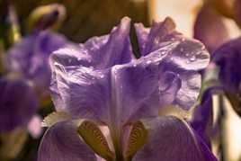 Iris après la pluie