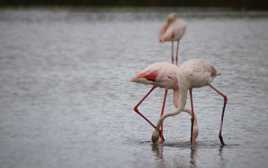 Flamants Roses à Pont de Gau