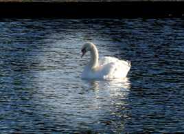 Le cygne