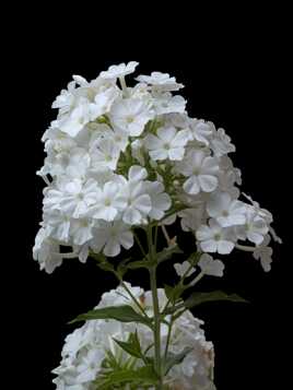 Phlox paniculé