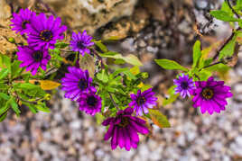 Beaucoup de Souci !!