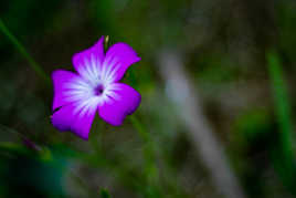 FLEUR VIOLETTE ET BOHEH