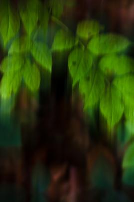 Petit chaperon rouge