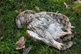 triste découverte d'une chouette