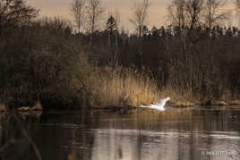 Cygne volant