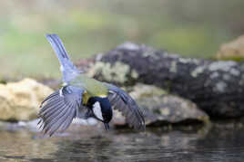 Le piqué de la mésange