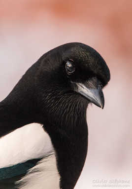 Pie bavarde (Pica pica) Eurasian Magpie