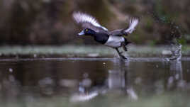 Le sprinter de l'étang