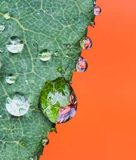 Perles de pluie